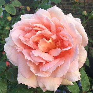 Meet your Posher, Jas